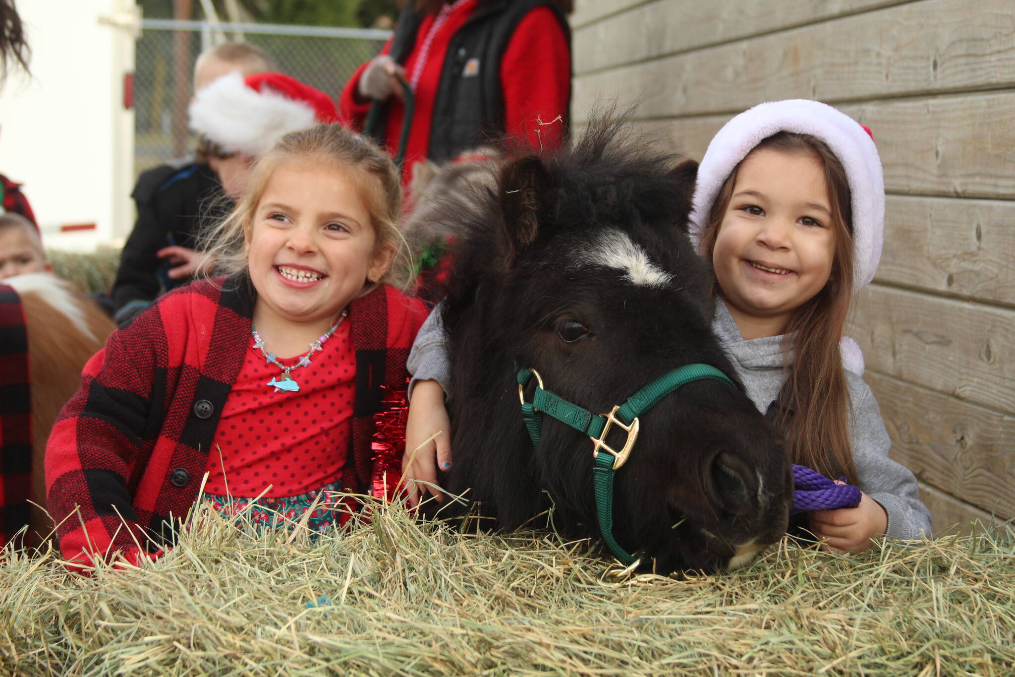 Photo by Karina Andrew/Whidbey News-Times
First grader Ava Carvalho offers a miniature pony some hay. On Friday, Oak Harbor Christian School brought in three friendly ponies, decked out in their Christmas best, for the children to meet during the school day.