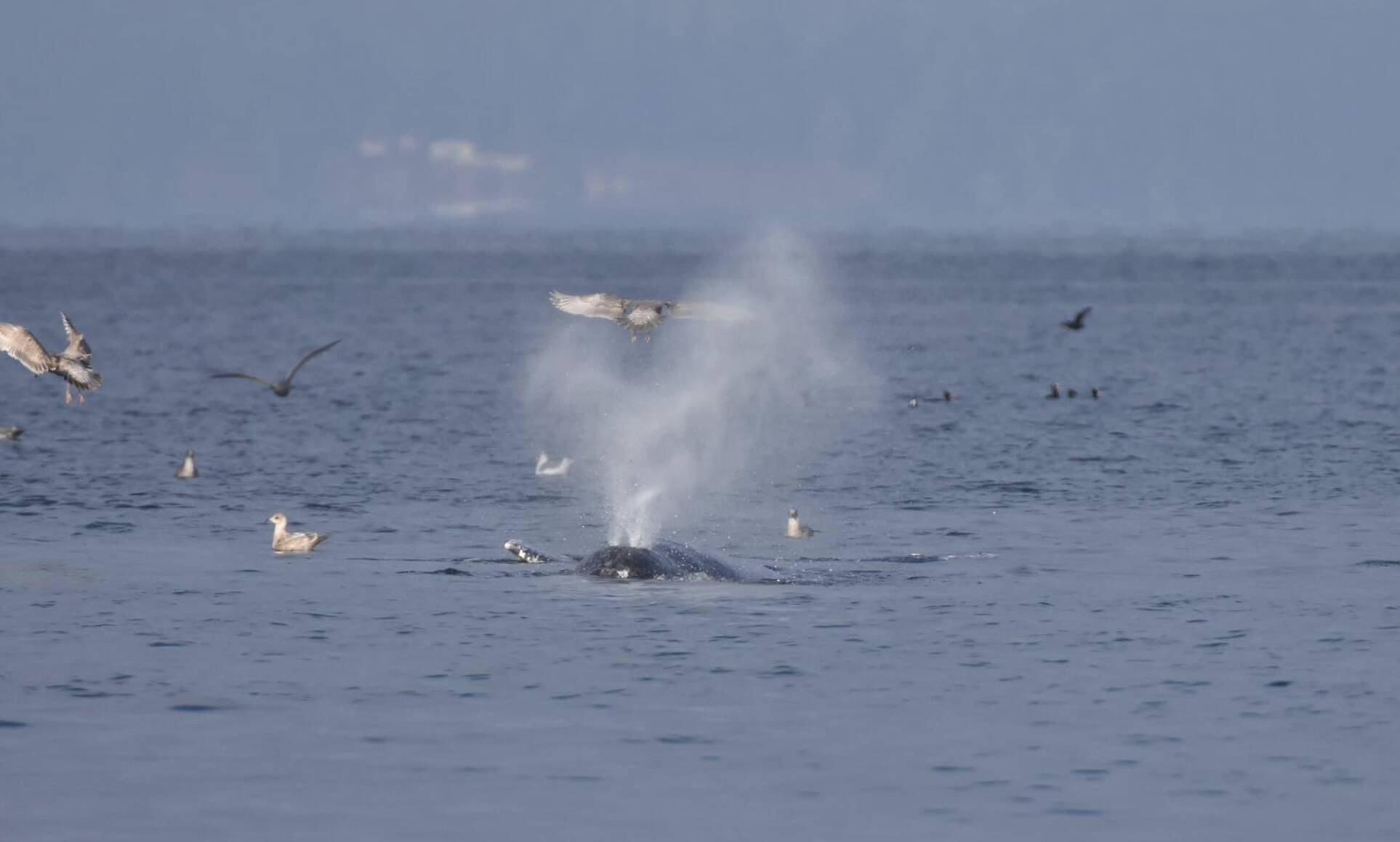 Photo by Donna George/Orca Network Orca Network volunteer and board member Donna George captured a photo of Little Patch blowing while the whale was feeding off Seawall Park in Langley Dec. 16.