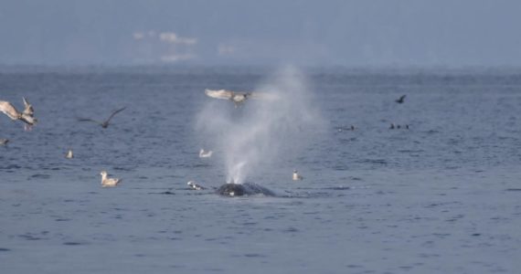 Photo by Donna George/Orca Network Orca Network volunteer and board member Donna George captured a photo of Little Patch blowing while the whale was feeding off Seawall Park in Langley Dec. 16.