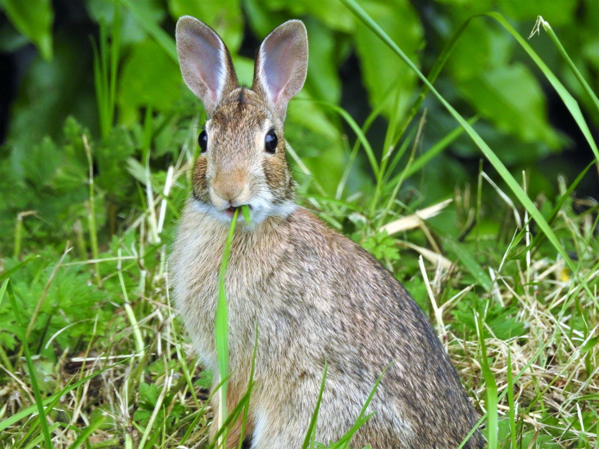 (Photo by the Washington Department of Fish and Wildlife)