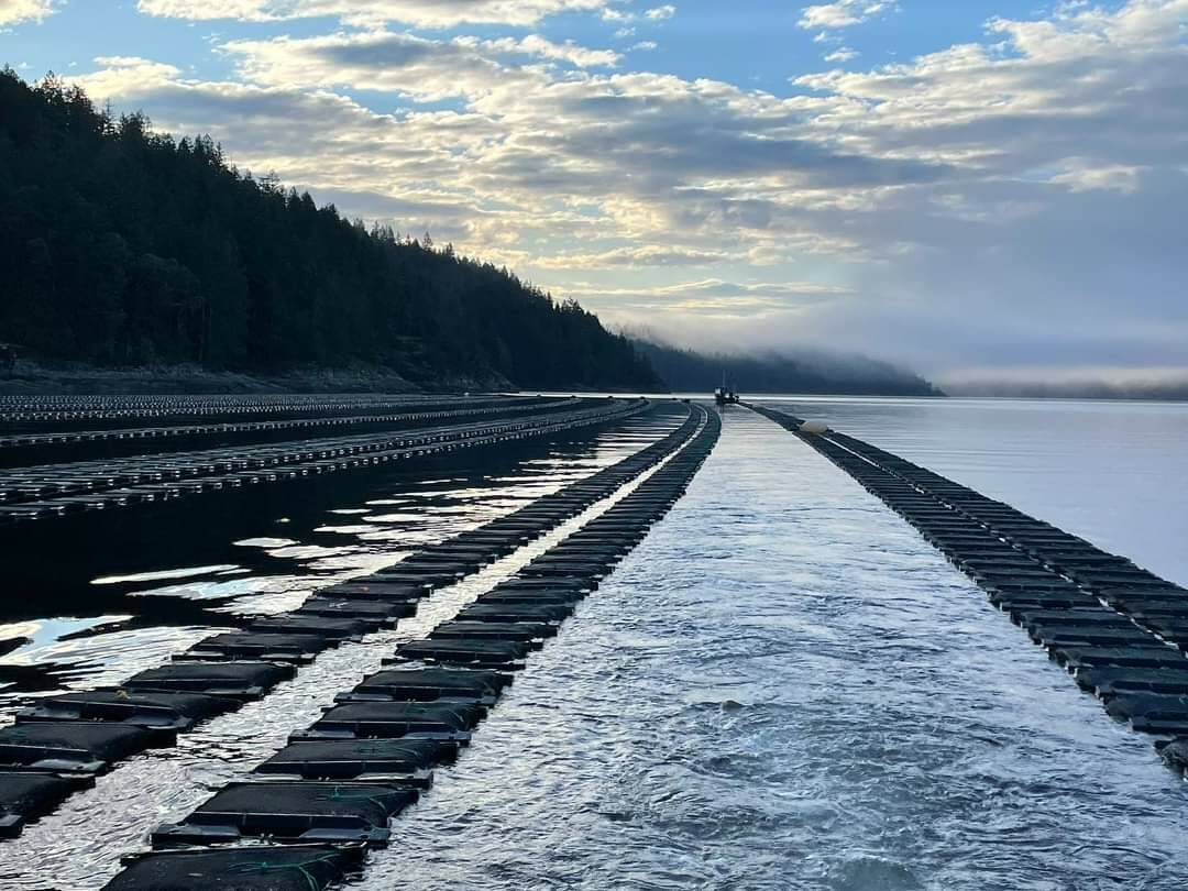 Photo provided
Taylor Shellfish has a floating oyster culture systems in British Columbia.