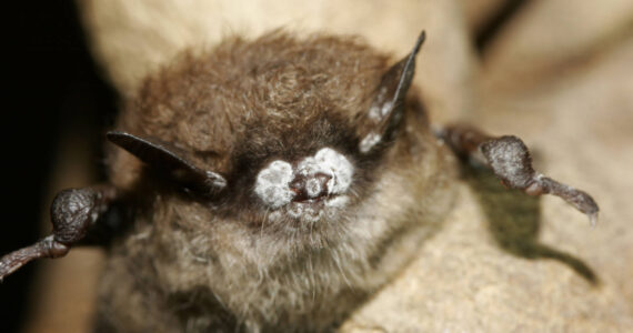 The fungus causing white-nose syndrome grows on the nose, wings and ears of an infected bat during hibernation, giving a fuzzy, white appearance; here, it's on the bat's snout. (Photo courtesy Ryan von Linden/New York Department of Environmental Conservation)