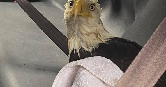 Island County Sheriff's Office posted this photo of an injured eagle that was brought to an animal clinic on Tuesday with the caption, "That look you get when you’ve had a rough night on the town and wake up in the back of a cop car. Lt. Crownover located this wayward soul on South Whidbey and transported it to the Useless Bay Animal Clinic for treatment of an injured wing (and possibly a hangover)." (Photo provided)