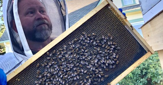 Coupeville Beekeeper Bruce Eckholm collects a swarm of bees in Oak Harbor (Photo courtesy of Gary Gillespie)