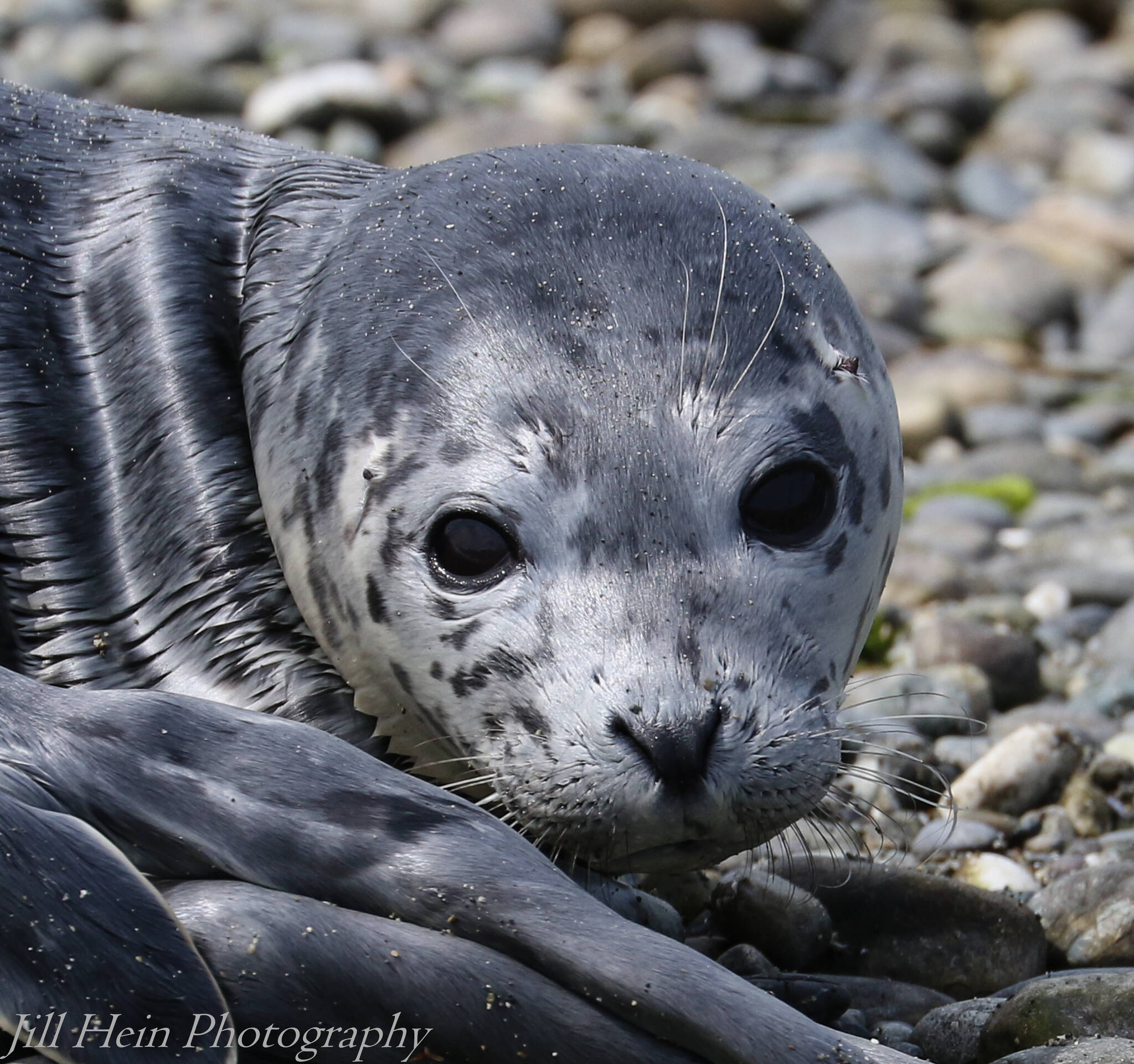 Photo by Jill Hein/Orca Network
Hippogriff the harbor seal pup.