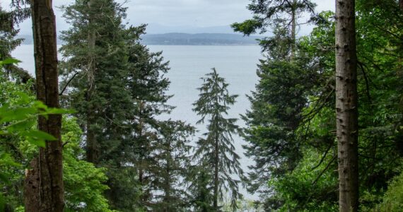 Photo by Caitlyn Anderson
Despite Redcedar Dieback and Bark Beetles many trees in South Whidbey State Park continue to grow and flourish, May 23.