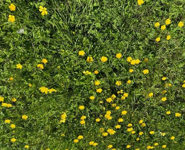 Buttercups.