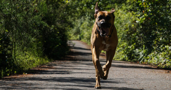 Photo by Sam Fletcher
A happy dog runs on the Kettles Trail near Coupeville, one of the completed portions of the bridge-to-boat trail.