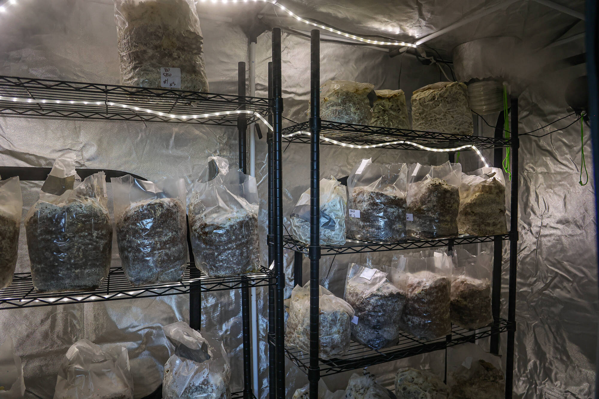 Shelves of mushrooms inside a grow tent at Willow Ranch, June 25. (Photo by Caitlyn Anderson)