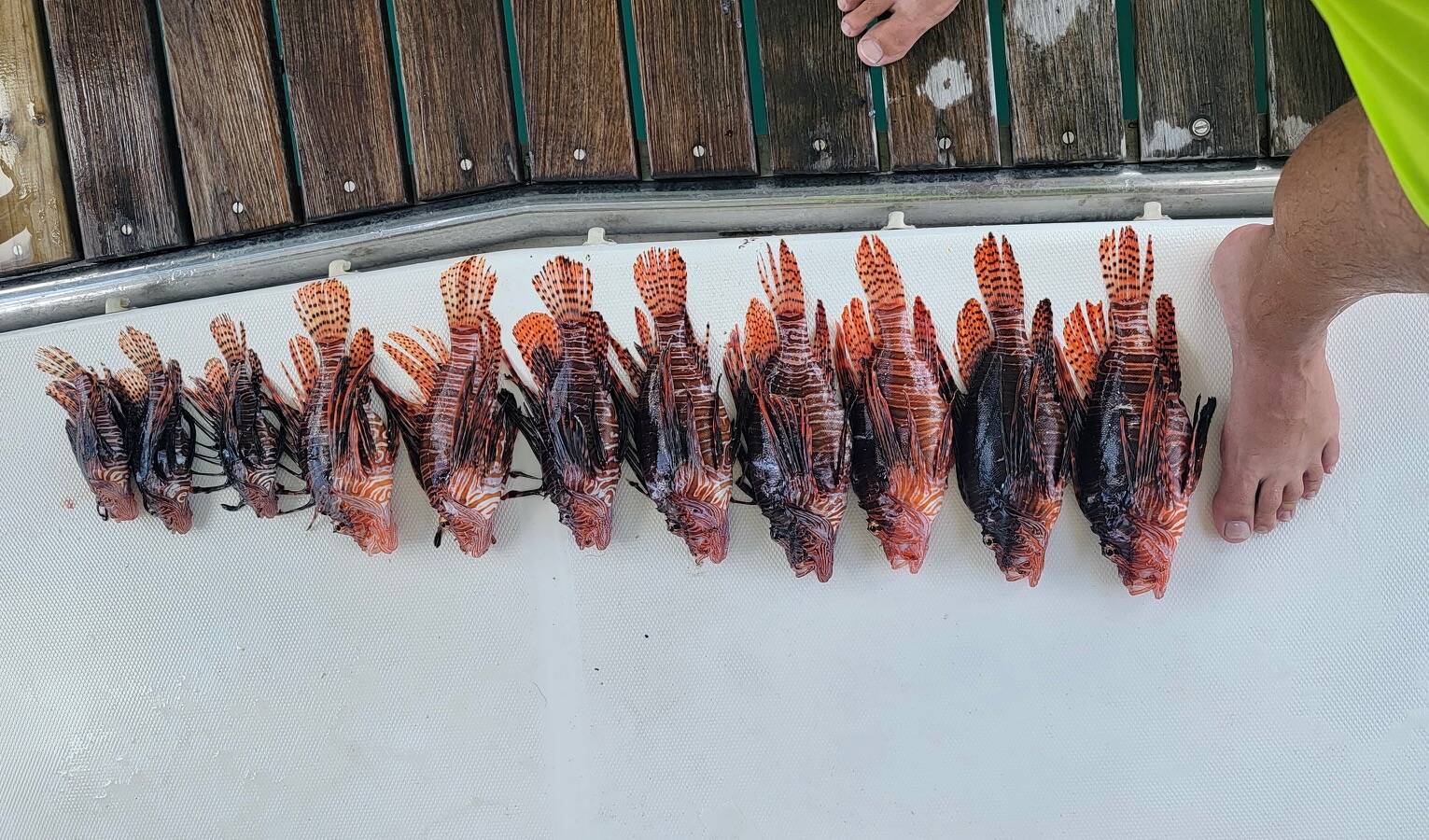 Photo provided
John Goebel speared lionfish as he sailed through the Caribbean.