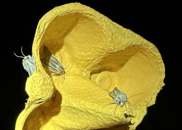 Inside the trap, researchers can see the sand verbena moths at Deception Pass. (Photo courtesy of Jenny Shrum)