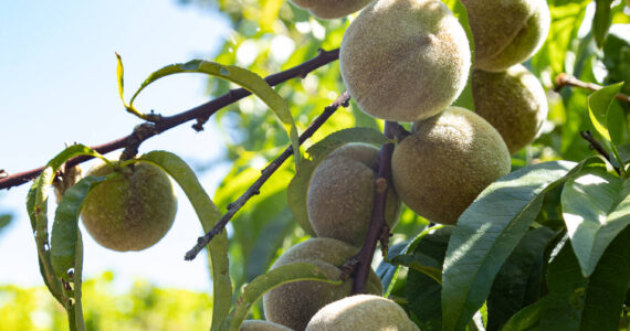 Photo by Caitlyn Andrson
Peaches grow in the Oak Harbor Food Forest, July 19.