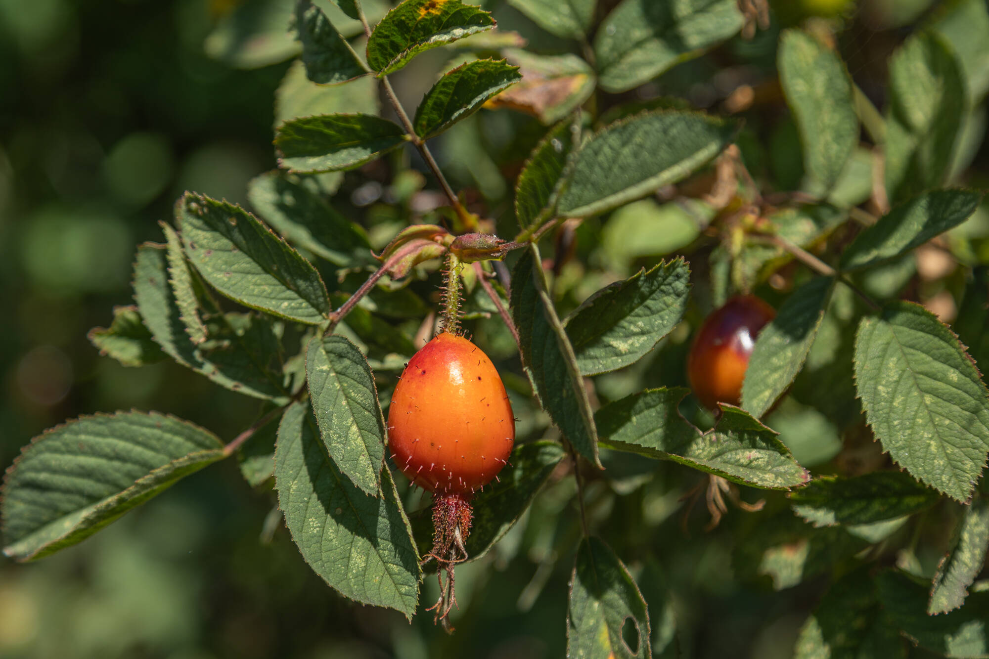 Rosehips grow in the Oak harbor Food Forest, July 19. (Photo by Caitlyn Anderson)