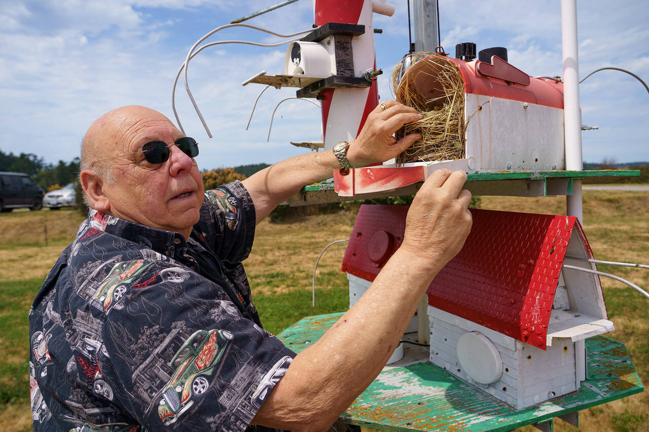 Purple martin landlord Gary Hammer checks his birdhouses in Coupeville for chicks and eggs on July 17. (Photo by David Welton)