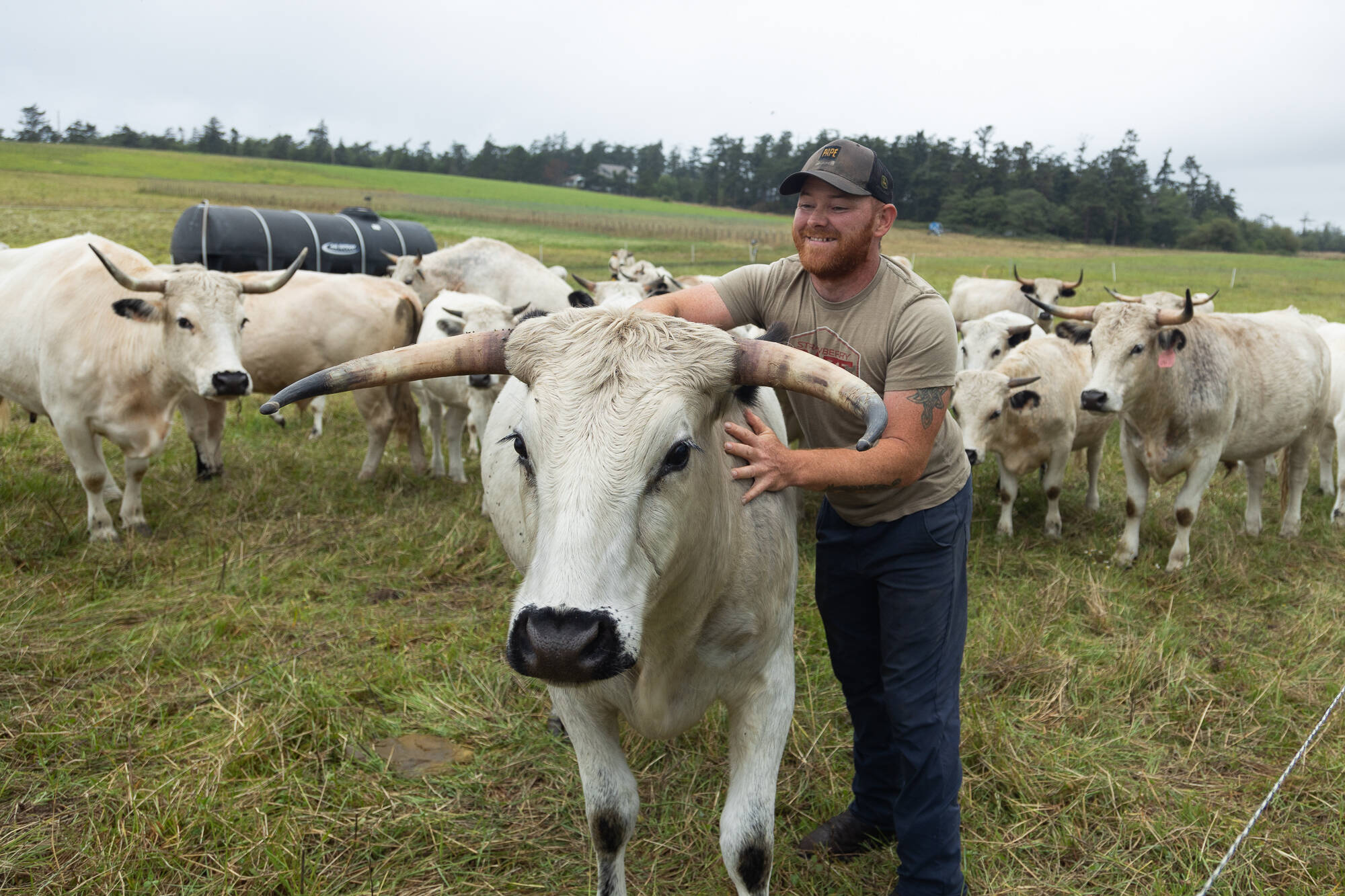 Farmer Kyle Flack pets a cow from the Bell’s Farm heard of ancient white park cattle on July 30. (Photo by Caitlyn Anderson)