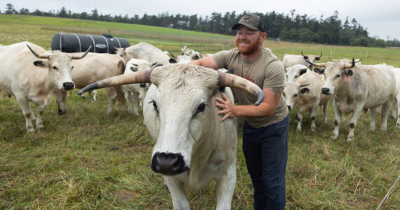 Farmer Kyle Flack pets a cow from the Bell’s Farm heard of ancient white park cattle, July 30. (Photo by Caitlyn Anderson)