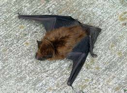 A big brown bat.