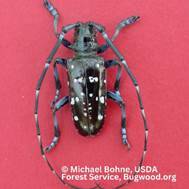 Long horned beetles are not known to be established anywhere in Washington, but they have been found and stopped several times in the past. (Photo provided)