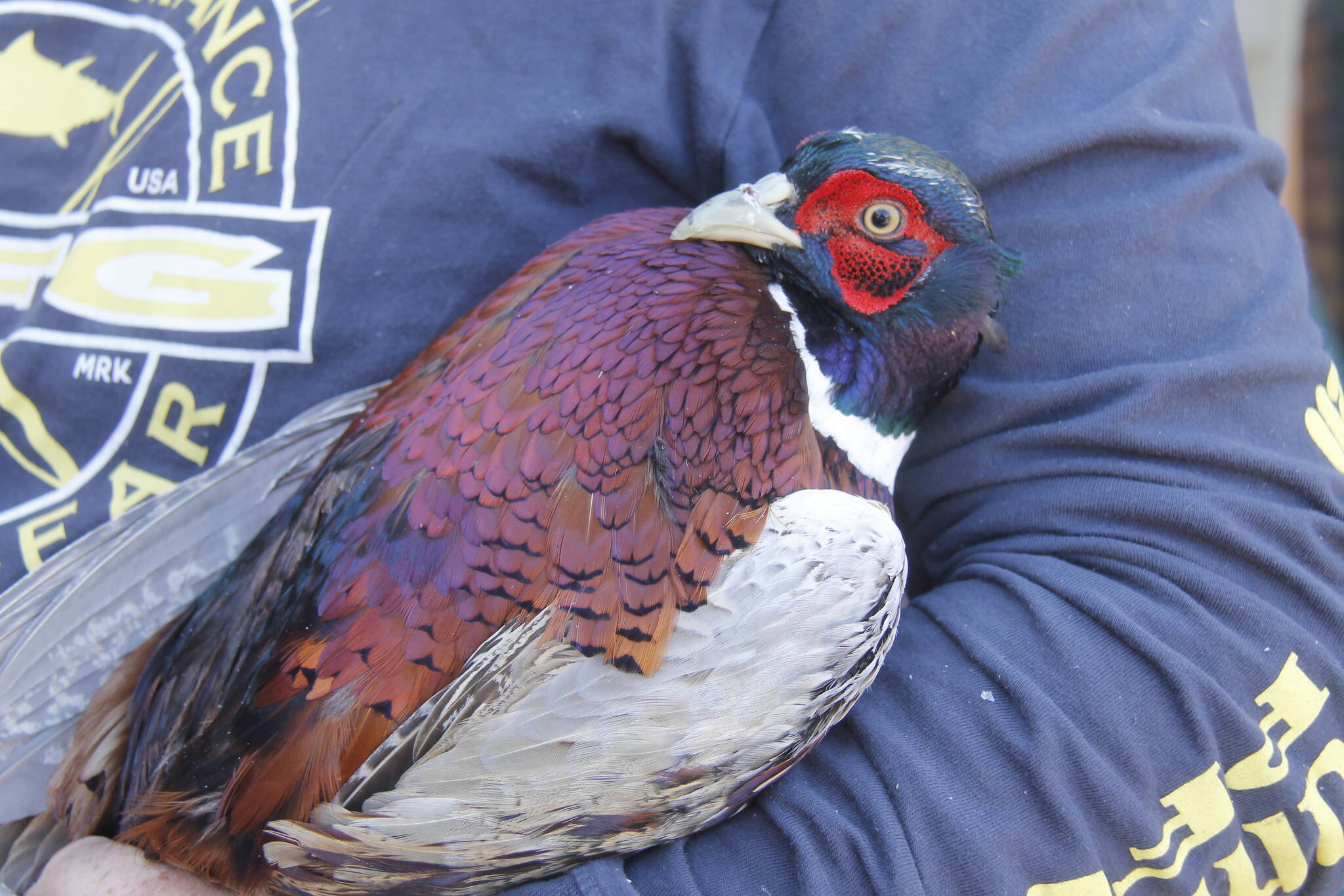 A ringtail pheasant has beautiful colors.