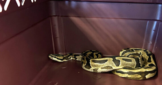 Photo provided
A ball python was rescued from a home on North Whidbey.