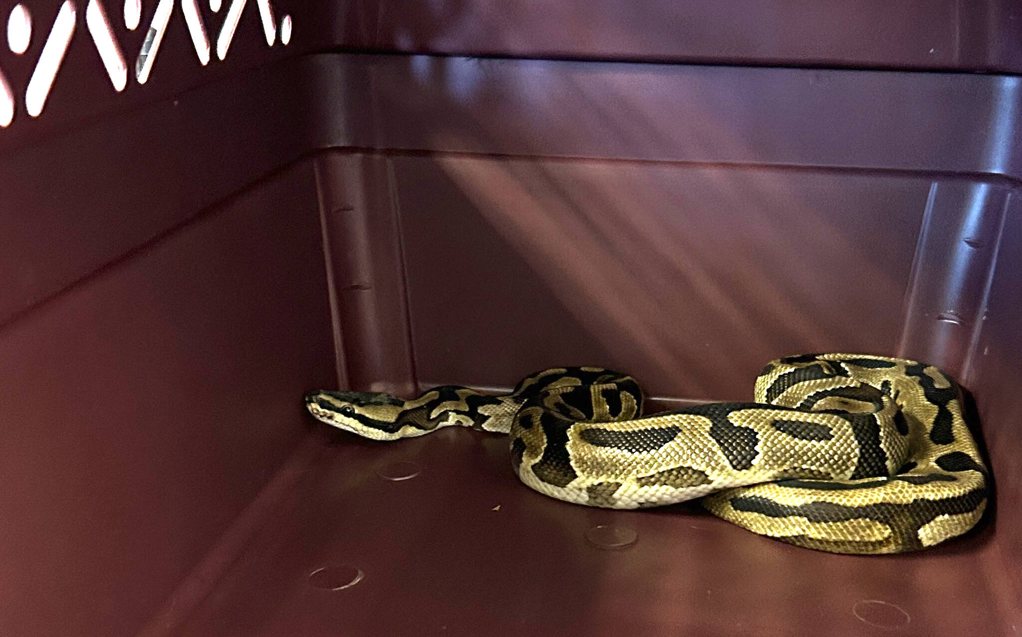 Photo provided
A ball python was rescued from a home on North Whidbey.