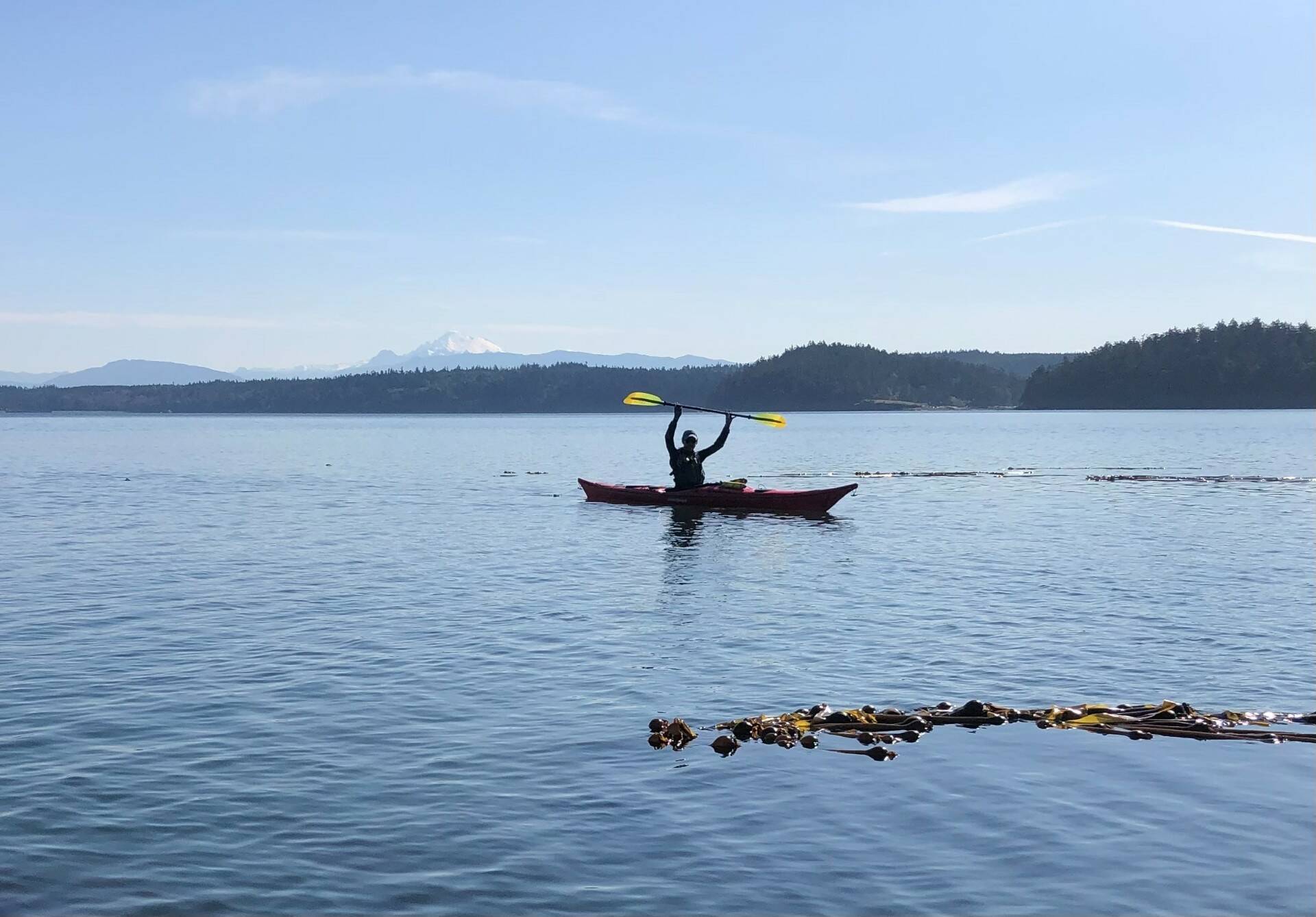 An Island County Marine Resources Committee volunteer monitors bull kelp for a collaborative project studying kelp in the Salish Sea. (Photo provided)