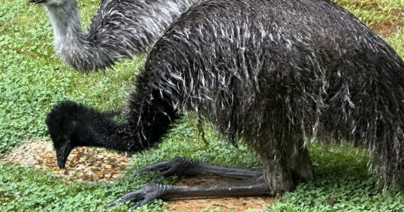 The emus will grow to be much taller. (Photo provided)