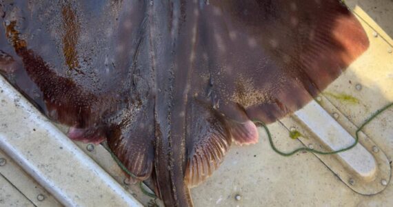 A three-foot-long big skate was caught and released near Holmes Harbor in South Whidbey in early August. (Photo by Sarah Kleparek)