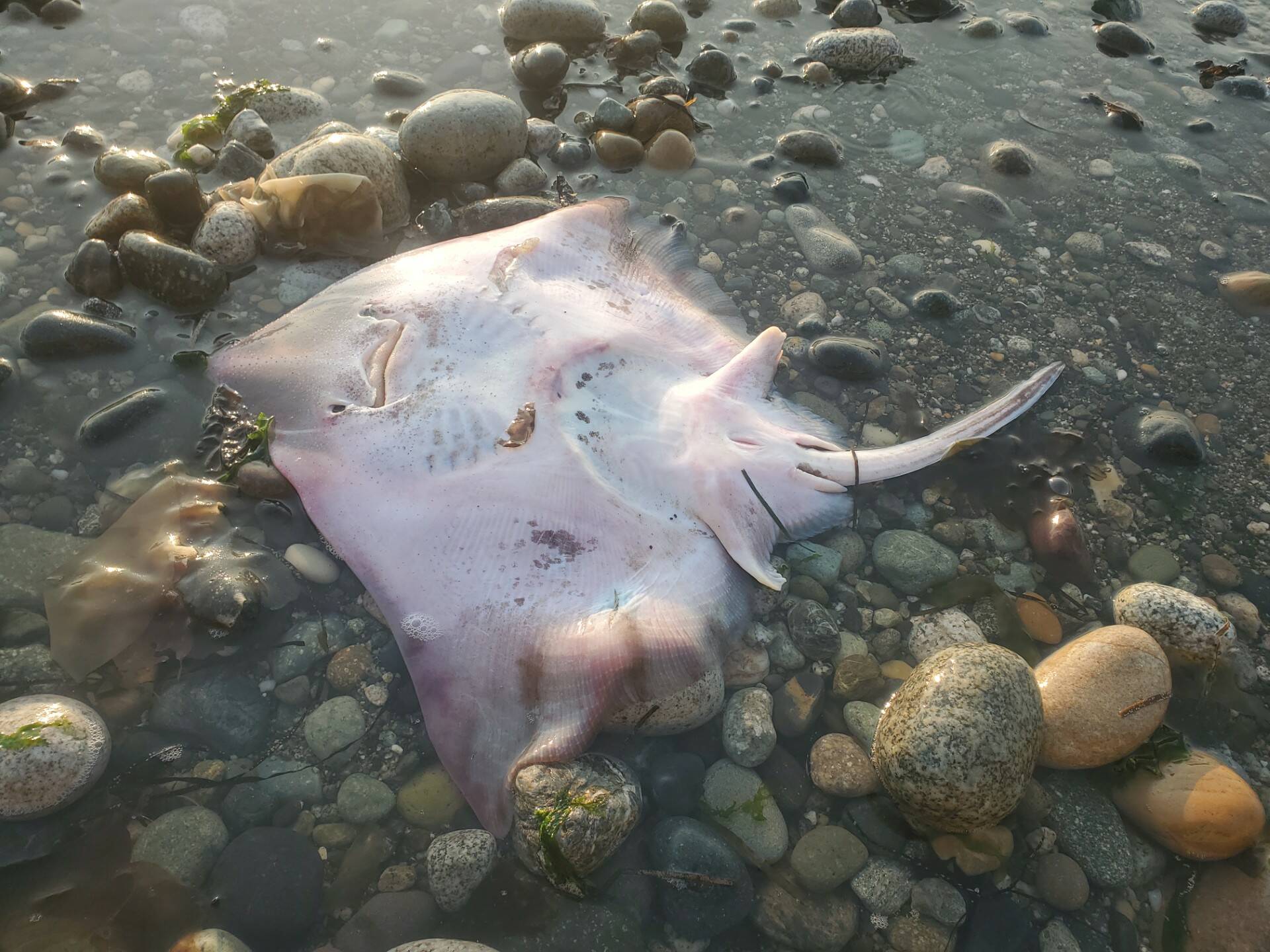 A 1.5-foot-long big skate washed ashore near Hastie Lake County Park in early August. (Photo by Cory Prusha)