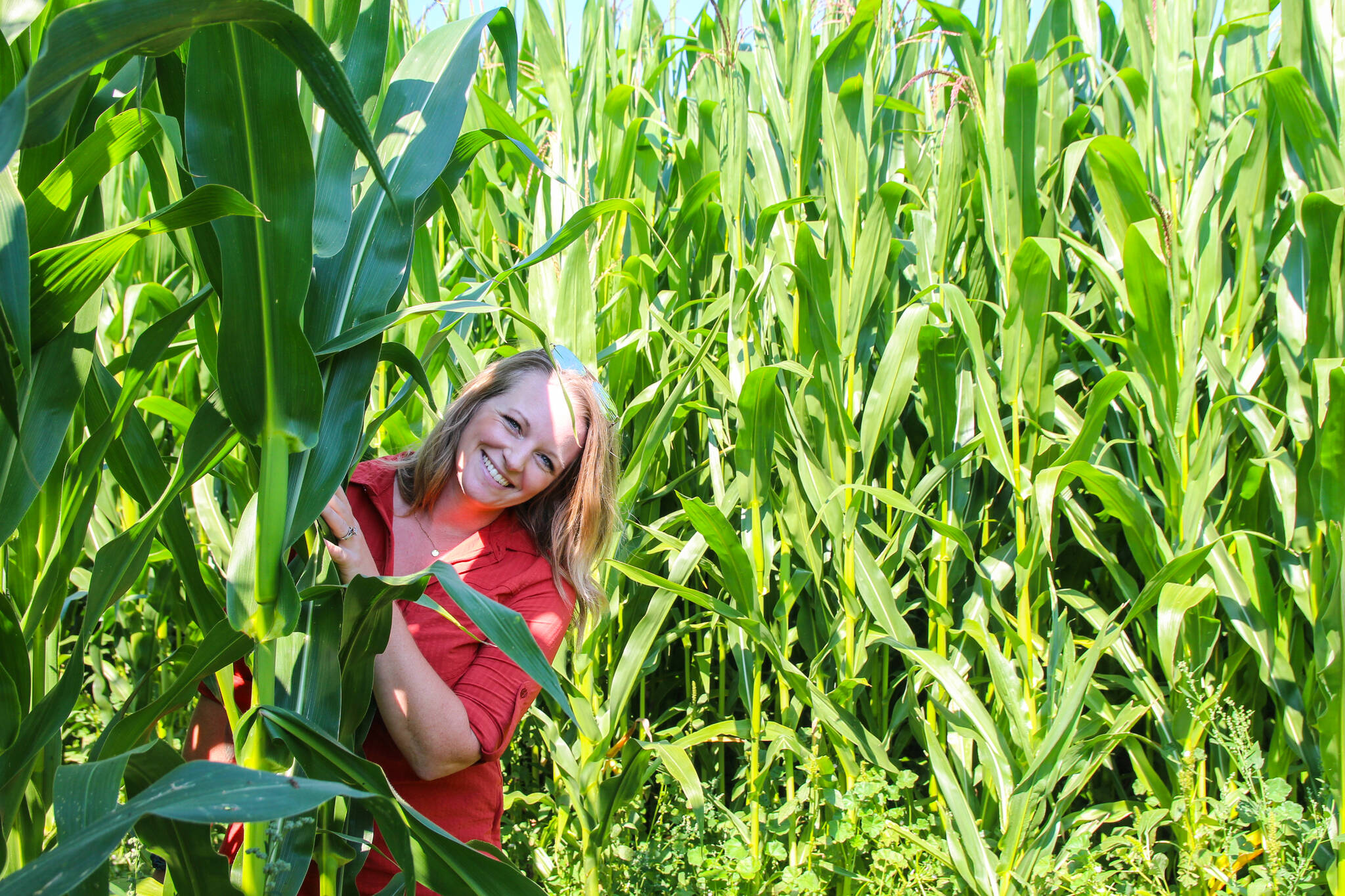 Shannon Hilborn, who owns Whidbey Farm & Market, hides behind a wall of corn in the orca-shaped maze she designed with her husband, Steve Hilborn. (Photo by Luisa Loi)