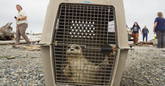 Photo by Sam Fletcher
A rehabilitated seal pup awaits freedom at Windjammer Park Monday.