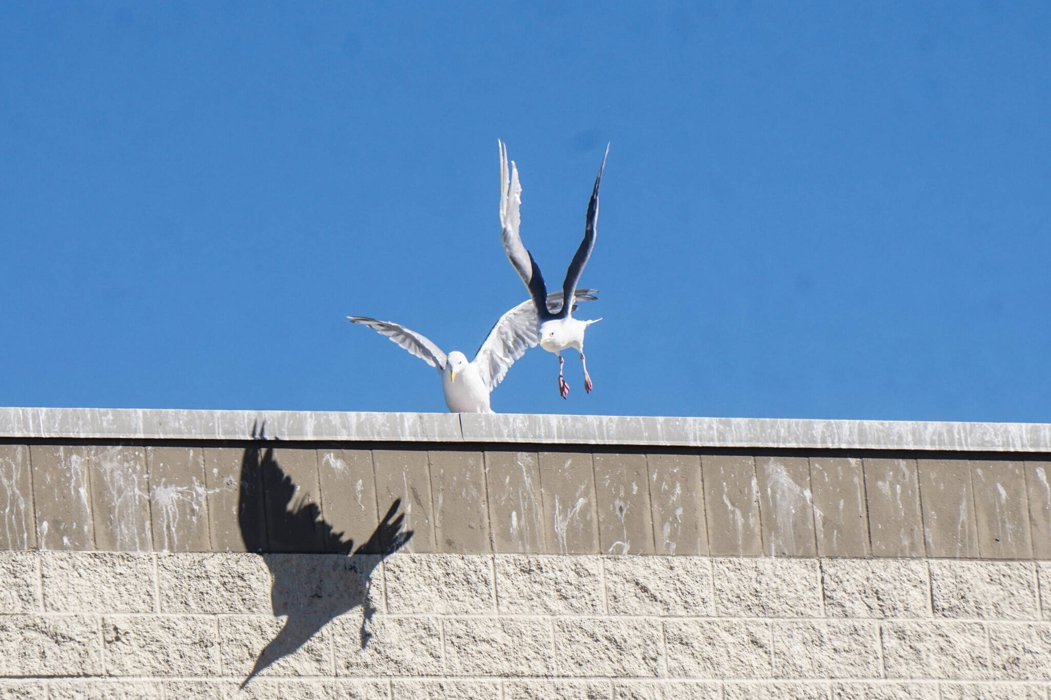 Photo by Sam Fletcher
Seagulls battle for the best spot atop the Oak Harbor Safeway.