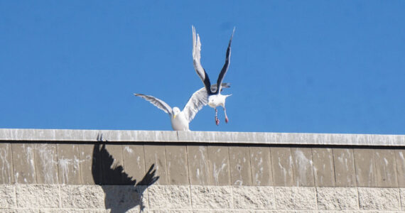 Seagulls battle for the best spot atop the Oak Harbor Safeway. (Photo by Sam Fletcher)