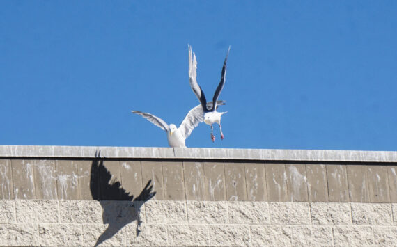 Seagulls battle for the best spot atop the Oak Harbor Safeway. (Photo by Sam Fletcher)