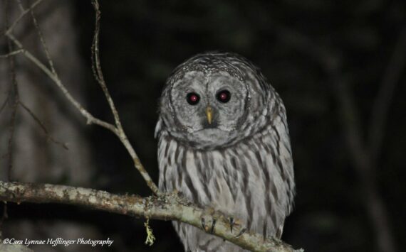 A grey owl sits in a tree. (Photo by Cara Hefflingher)