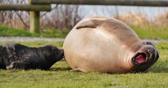 Emerson, Elsie Mae's son born in 2022, roars on the grass. (Photo by Garry Heinrich)