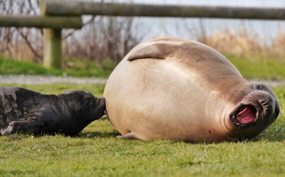 Emerson, Elsie Mae's son born in 2022, roars on the grass. (Photo by Garry Heinrich)