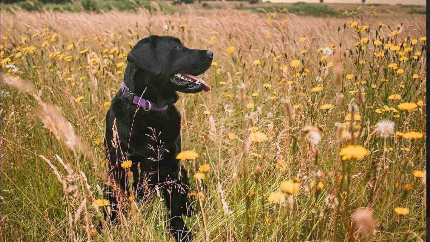 Photo provided
Sugar, a 3-year-old lab, nearly died after accidentally ingesting a cream used to treat skin cancer.