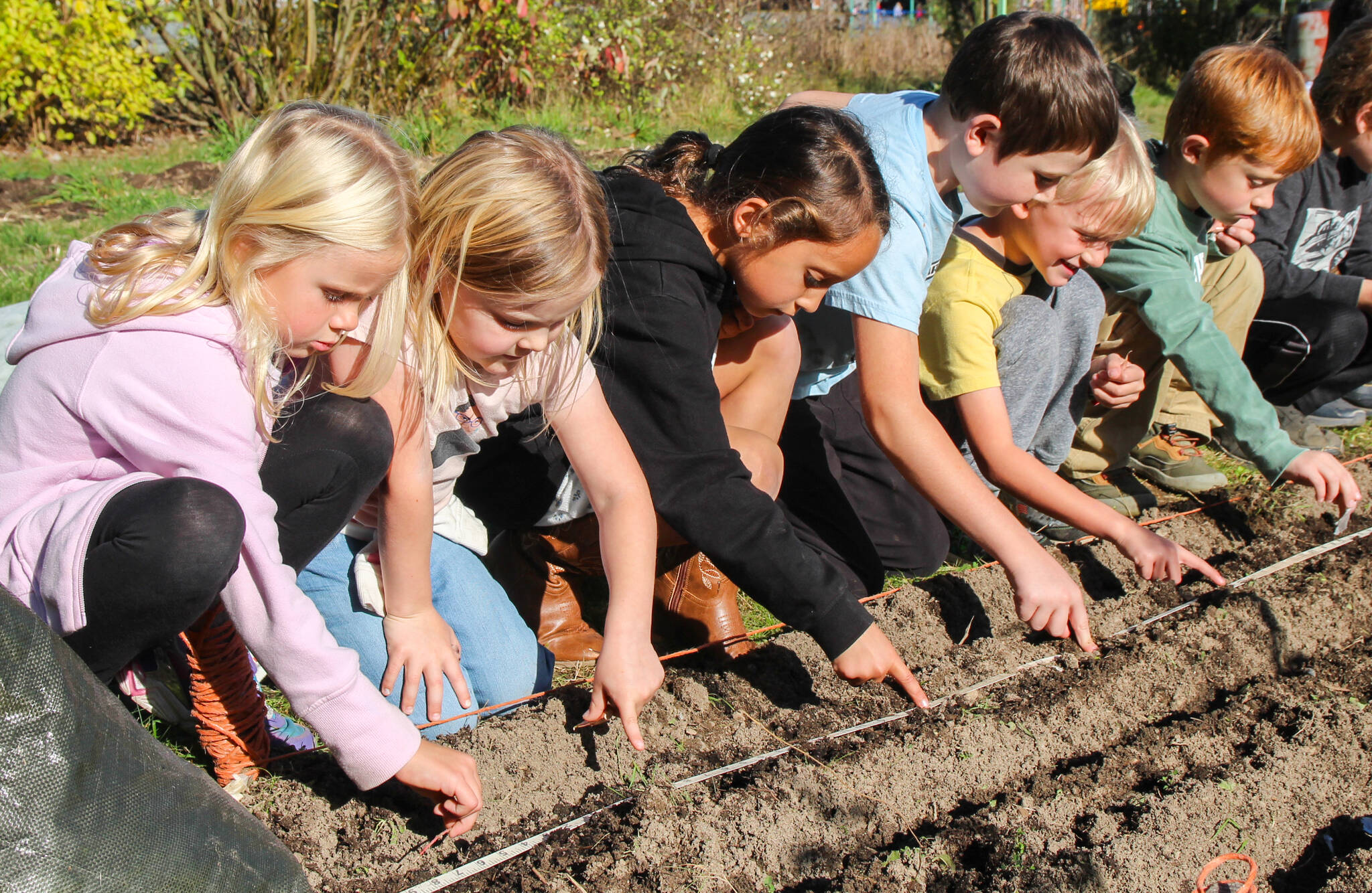 (Photo by Luisa Loi)
Vivian Watt, Matilda Carlson, Deegan Jimenez , Jensen Schoonover, Walden Miller and Arlo Keohane make sure the garlic cloves are evenly spaced.