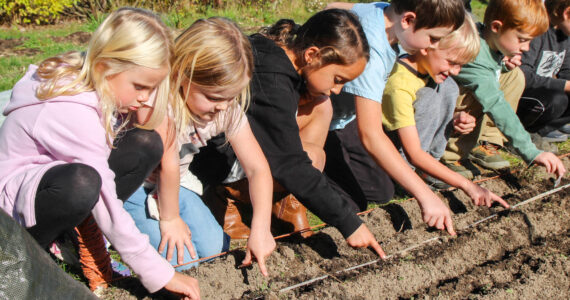 Photo by Luisa Loi
Vivian Watt, Matilda Carlson, Deegan Jimenez , Jensen Schoonover, Walden Miller and Arlo Keohane make sure the garlic cloves are evenly spaced.