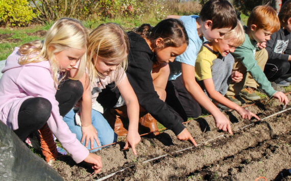 Photo by Luisa Loi
Vivian Watt, Matilda Carlson, Deegan Jimenez , Jensen Schoonover, Walden Miller and Arlo Keohane make sure the garlic cloves are evenly spaced.