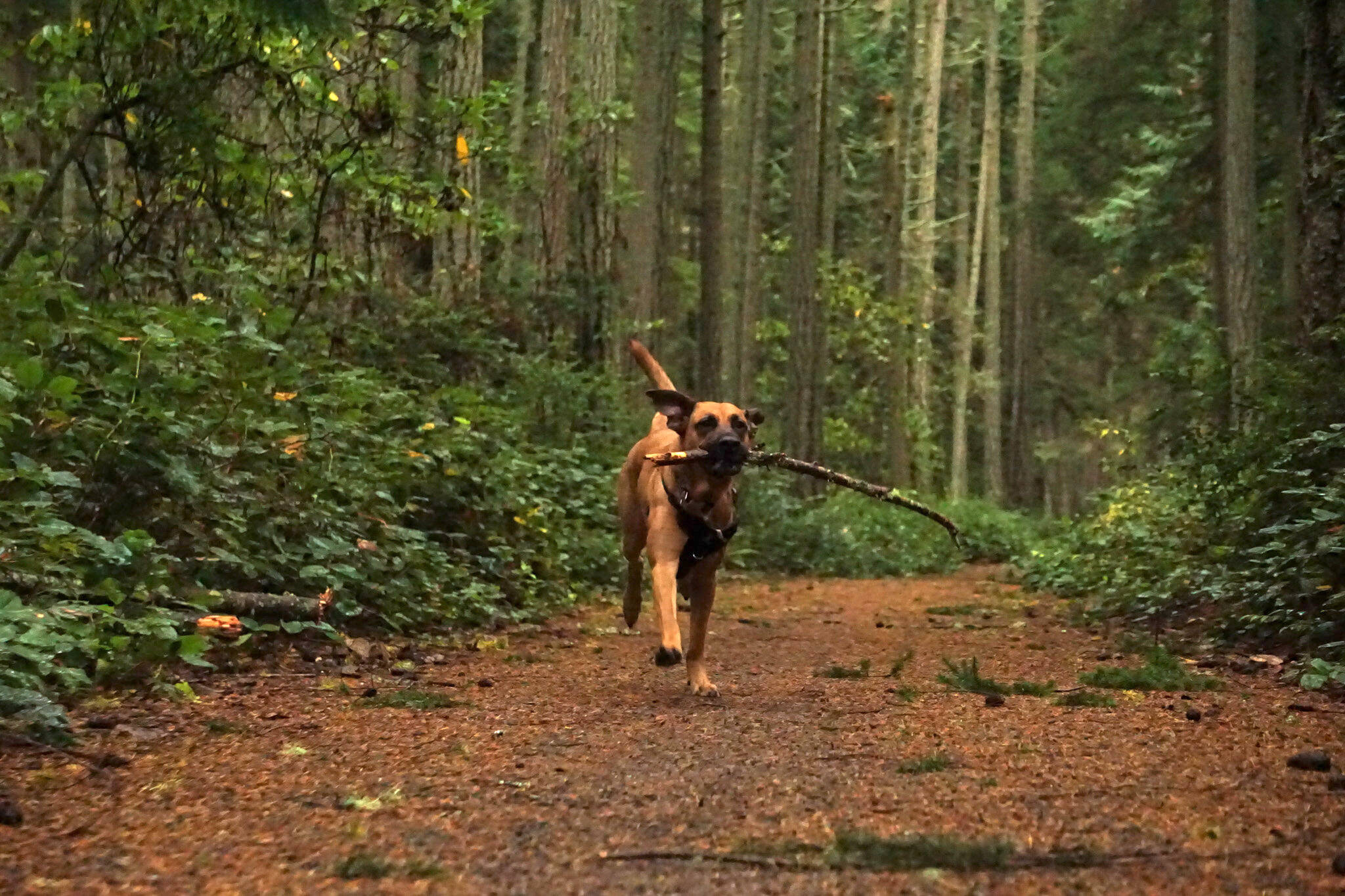 Nala fetches a stick at Rhododendron Park in Coupeville on Wednesday. (Photo by Sam Fletcher)