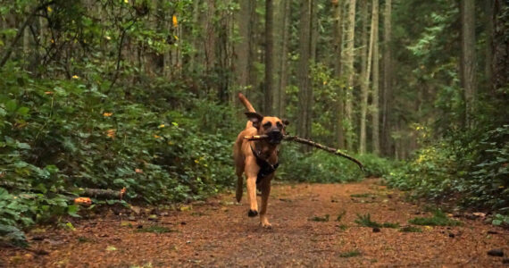 Nala fetches a stick at Rhododendron Park in Coupeville on Wednesday. (Photo by Sam Fletcher)