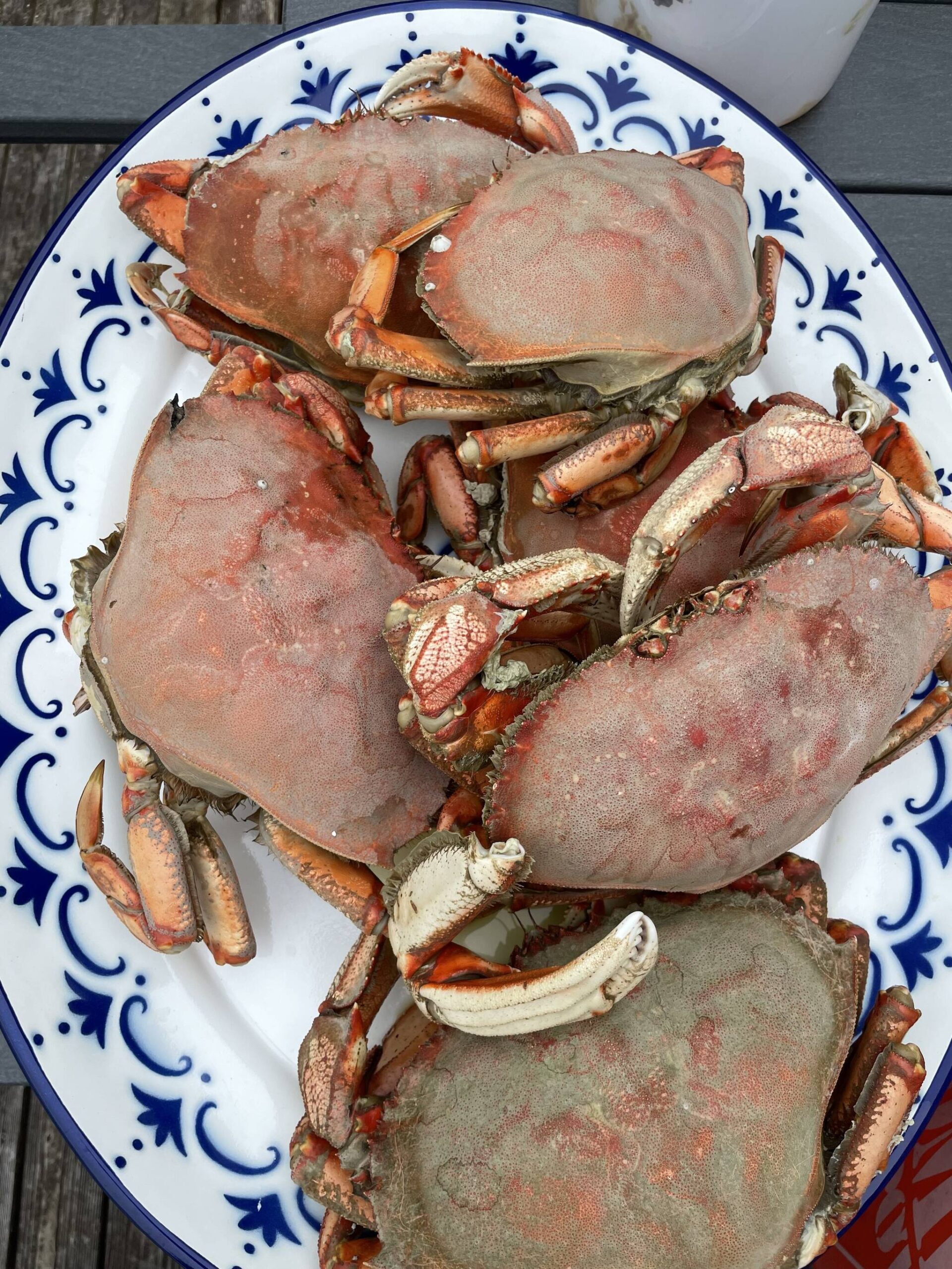 (Photo by Emily Gilbert)
Dungeness crab are the most popular among Whidbey crabbers and turn bright orange or red when cooked.