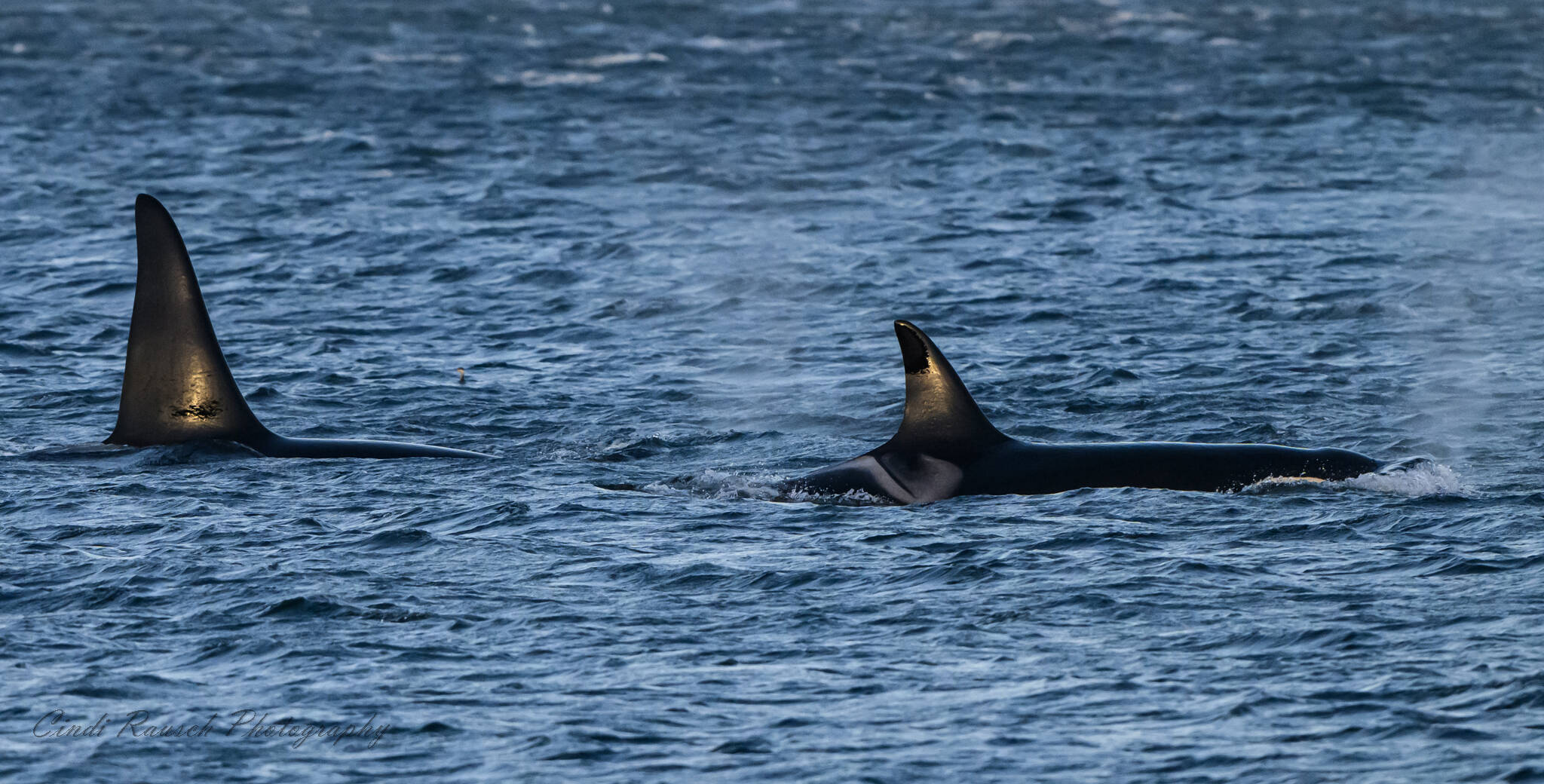 Cindi Rausch, a Whidbey resident who has been chasing orcas for three years, took this photo of L72 and L105 in Penn Cove on Nov. 4. (Photo by Cindi Rausch)