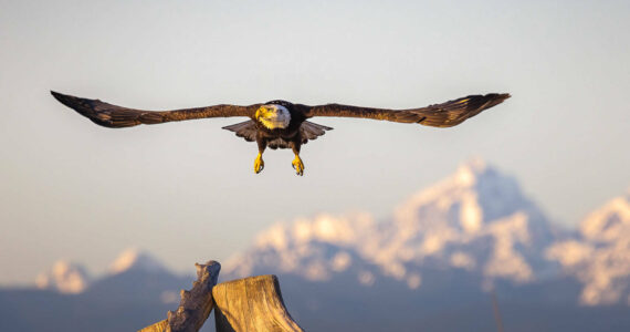 Bald eagles have increased in numbers on Whidbey Island. (Photo provided)