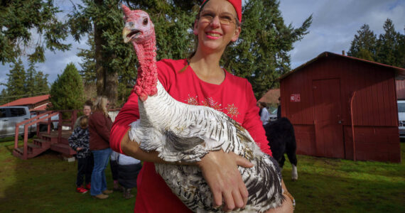 Photo by David Welton
A turkey that survived the Thanksgiving season last year made an appearence at the 2023 Holly Jolly Parade in Langley.