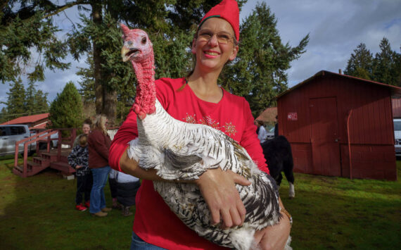 Photo by David Welton
A turkey that survived the Thanksgiving season last year made an appearence at the 2023 Holly Jolly Parade in Langley.