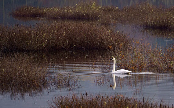 Photo by David Welton
A lone male trumpeter swan has been hanging out at the Cultus Bay wetland on South Whidbey.