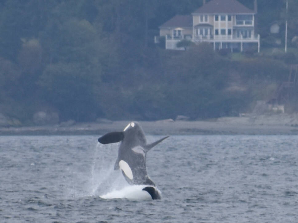 (Photo by Howard Garrett/Orca Network)
J27, who donned a salmon “hat” in October, is seen breaching near Admiralty Inlet in 2018.